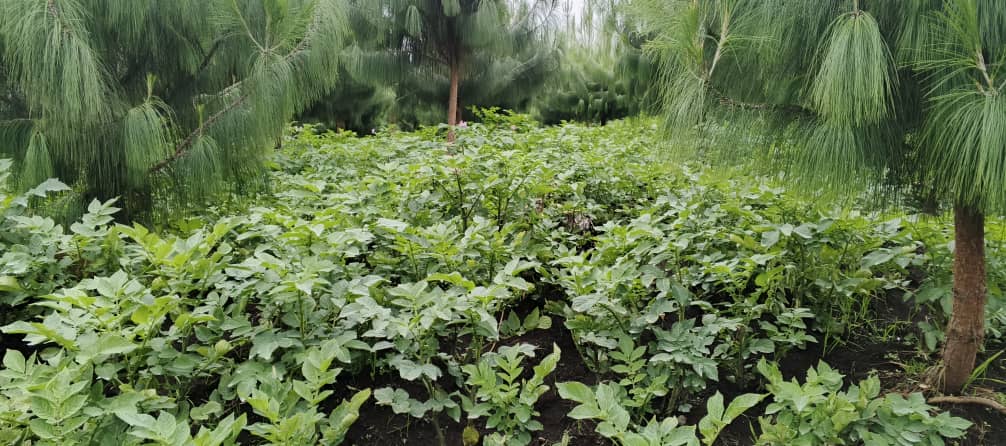 Demo Farms